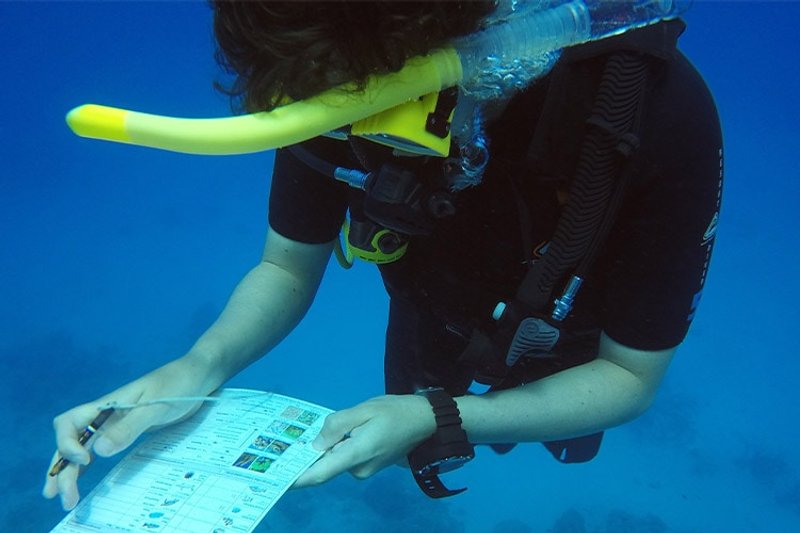 Conservation Grande Barrière Corail : je prends note sous l'eau