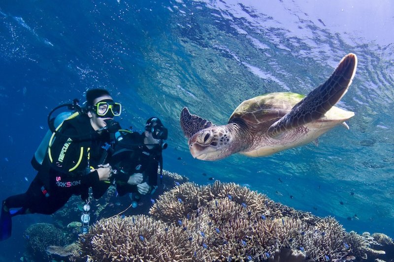 Conservation Grande Barrière Corail : ma première rencontre avec une tortue marine
