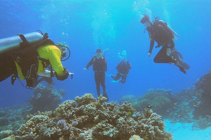 Conservation Grande Barrière Corail : éco-volontariat sous-marin